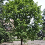 Acer Griseum X 'Maximowiczianum' — photo 1