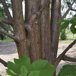 Acer Griseum X 'Maximowiczianum' — photo 2