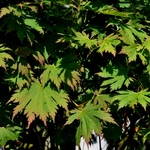 Acer Japonicum 'Ed Wood' — photo 1
