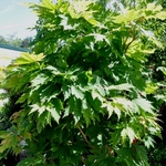 Acer Japonicum 'Ed Wood' — photo 2