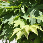 Acer Japonicum 'Ed Wood' — photo 3