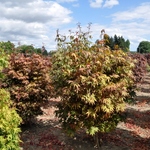 Acer Japonicum 'Aconitifolium' — photo 1