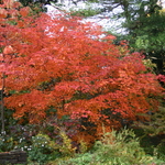 Acer Japonicum 'Aconitifolium' — photo 2