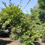 Acer pseudosieboldianum x palmatum 'Hasselkus' — photo 1