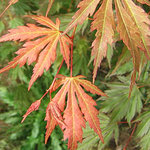 Acer pseudosieboldianum x palmatum 'Hasselkus' — photo 2