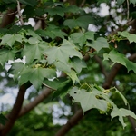 Acer truncatum subsp. mono — photo 1