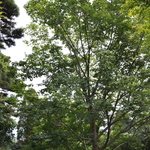 Acer truncatum subsp. mono — photo 2