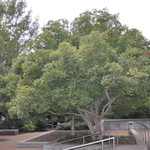 Acer truncatum subsp. mono — photo 3