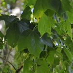 Acer Palmatum 'Akegarasu' — photo 3