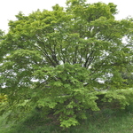Acer Palmatum 'Aureo Variegatum' — photo 1