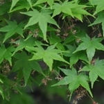 Acer Palmatum 'Aureo Variegatum' — photo 2