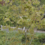 Acer Palmatum 'Emmetts Pumpkin' — photo 1