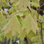 Acer Palmatum 'Emmetts Pumpkin' — photo 2