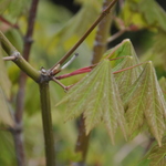 Acer Palmatum 'Emmetts Pumpkin' — photo 3