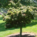 Acer Palmatum 'Mikawa Yatsubusa' — photo 1