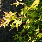 Acer Palmatum 'Mikawa Yatsubusa' — photo 2