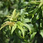 Acer Palmatum 'Mikawa Yatsubusa' — photo 3