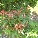Acer Palmatum 'Mikawa Yatsubusa' — photo 4