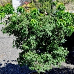 Acer Palmatum 'Mikawa Yatsubusa' — photo 5