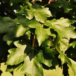 Acer Miyabei — photo 1
