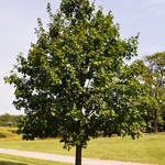 Acer Miyabei — photo 2