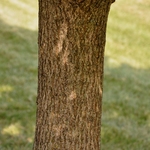Acer Miyabei — photo 3