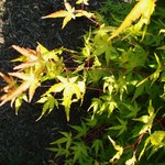 Acer Palmatum 'Mizuho Beni' — photo 1