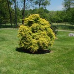 Acer Palmatum 'Mizuho Beni' — photo 2