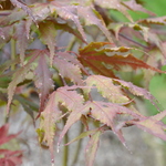 Acer Palmatum 'Purple Ghost' — photo 1