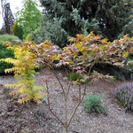 Acer Palmatum 'Purple Ghost' — photo 2