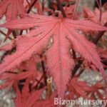 Acer Palmatum 'Purple Ghost' — photo 3