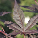 Acer Palmatum 'Purple Ghost' — photo 4