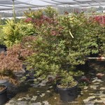 Acer Palmatum 'Purple Ghost' — photo 5