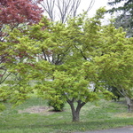Acer Palmatum 'Sanguineum' — photo 1