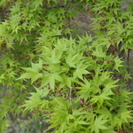 Acer Palmatum 'Sanguineum' — photo 2