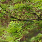 Acer Palmatum 'Sanguineum' — photo 3