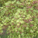 Acer Palmatum 'Sazanami' — photo 1