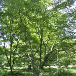 Acer Palmatum 'Sazanami' — photo 2