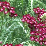 Achillea Millefolium 'Paprika' — photo 1