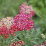 Achillea Millefolium 'Paprika' — photo 2