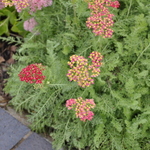 Achillea Millefolium 'Paprika' — photo 3