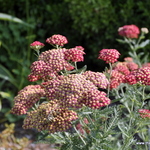 Achillea Millefolium 'Paprika' — photo 4