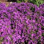 Aster N.a.' Purple Dome' — photo 1