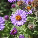 Aster N.a.' Purple Dome' — photo 2