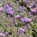 Aster N.a.' Purple Dome' — photo 3