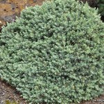 Cedrus Deodora Blue Ball — photo 1