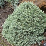 Cedrus Deodora Blue Ball — photo 2
