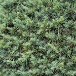 Cedrus Deodora Blue Ball — photo 3