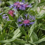 Centaurea Blue — photo 1