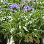 Centaurea Blue — photo 2